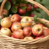A basket full of freshly picked apples