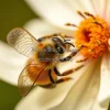 A bee pollinating a flower in extreme close-up macro