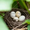 A bird nest with eggs in a protected habitat