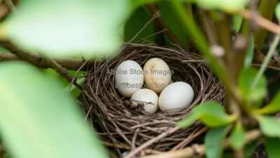 A bird nest with eggs in a protected habitat