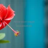 A blooming hibiscus flower in vivid red