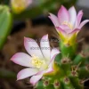 A cactus flower blooming unexpectedly