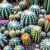 A cactus garden with multiple species