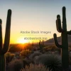 A cactus landscape in the desert at golden hour