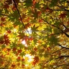 A canopy of maple leaves filtering sunlight