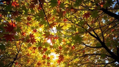 A canopy of maple leaves filtering sunlight