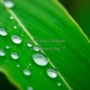 A close up of a single green leaf with tiny city reflections in dew drops symbolic