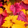 A close-up of colorful autumn leaves