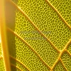A close-up of leaf veins under strong light