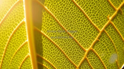 A close-up of leaf veins under strong light