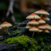 A close-up of mushrooms growing on a fallen log