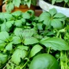 A collection of garden herbs arranged on a table