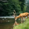 A deer drinking water from a pristine river