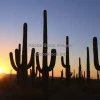 A desert with tall saguaro cacti silhouetted at sunset