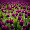 A dramatic field of dark purple tulips