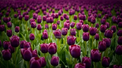 A dramatic field of dark purple tulips