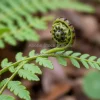 A fern leaf unfurling in early spring