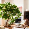 A fiddle-leaf fig tree in a bright living room