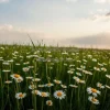 A field of daisies under soft cloudy light