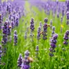 A field of lavender with bees in flight