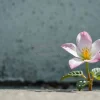 A flower blooming through concrete