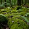 A forest floor covered in moss and ferns