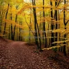 A forest trail covered in autumn leaves