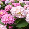 A garden filled with blooming hydrangeas