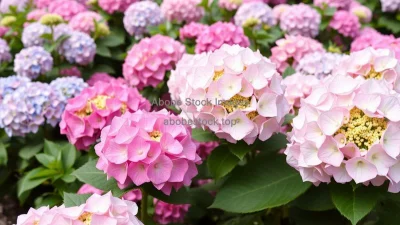 A garden filled with blooming hydrangeas