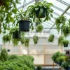 A greenhouse filled with hanging plants