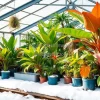 A greenhouse growing tropical plants in winter