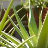 A large aloe vera plant in sunlight