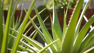 A large aloe vera plant in sunlight