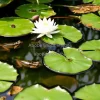 A lily pond with frogs and floating leaves
