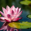 A lotus flower floating on calm water