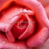 A macro shot of a rose covered in raindrops