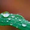 A macro shot of dew on a leaf