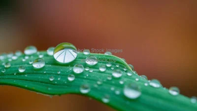 A macro shot of dew on a leaf