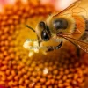 A macro shot of pollen on a bee visiting a flower