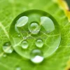 A magnified shot of a leaf with water droplets