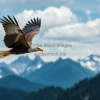A majestic eagle flying over pristine mountains