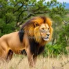 A majestic lion in a preserved savannah
