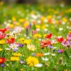 A meadow filled with colorful spring flowers