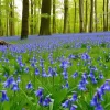 A meadow of bluebells in a quiet forest