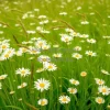 A meadow of daisies swaying in the wind