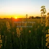 A meadow of goldenrod glowing at sunset