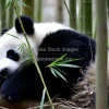 A panda resting peacefully in a bamboo forest