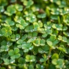 A patch of clover covered in morning dew