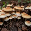A patch of wild mushrooms on a forest floor
