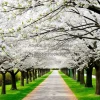 A path lined with flowering cherry trees